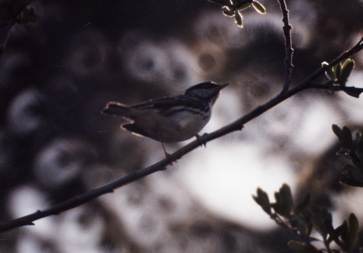 Blackpoll Warbler - ML192528341