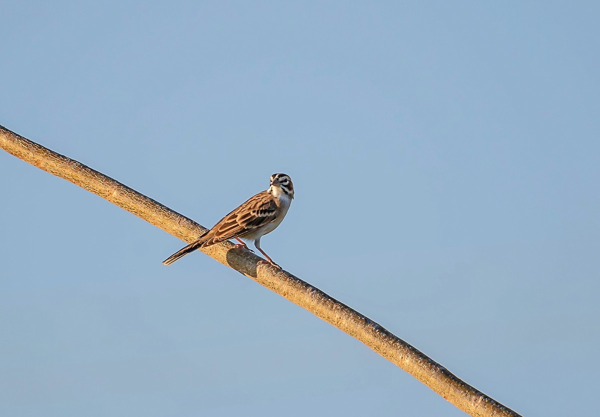 Lark Sparrow - Rolando Tomas Pasos Pérez