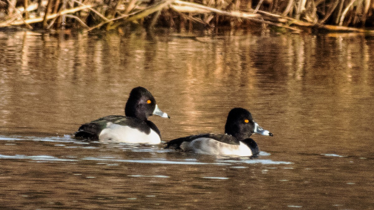 Ring-necked Duck - ML192529451