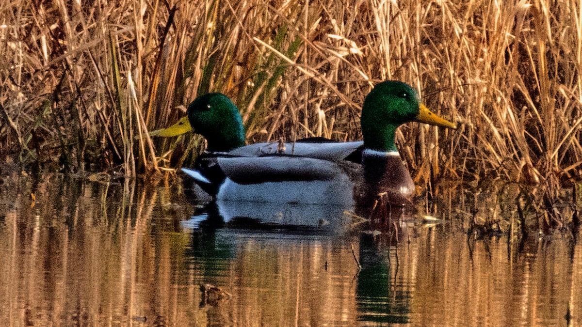 Mallard - ML192529541