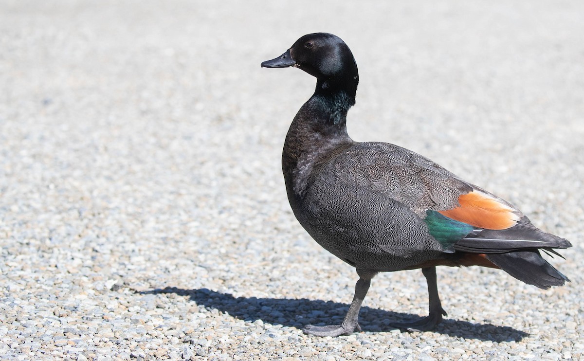 Paradise Shelduck - ML192529661