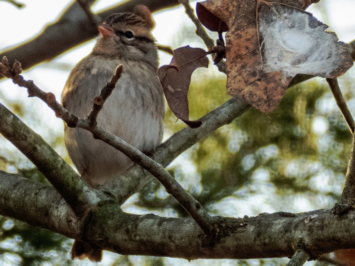 Chipping Sparrow - ML192529771