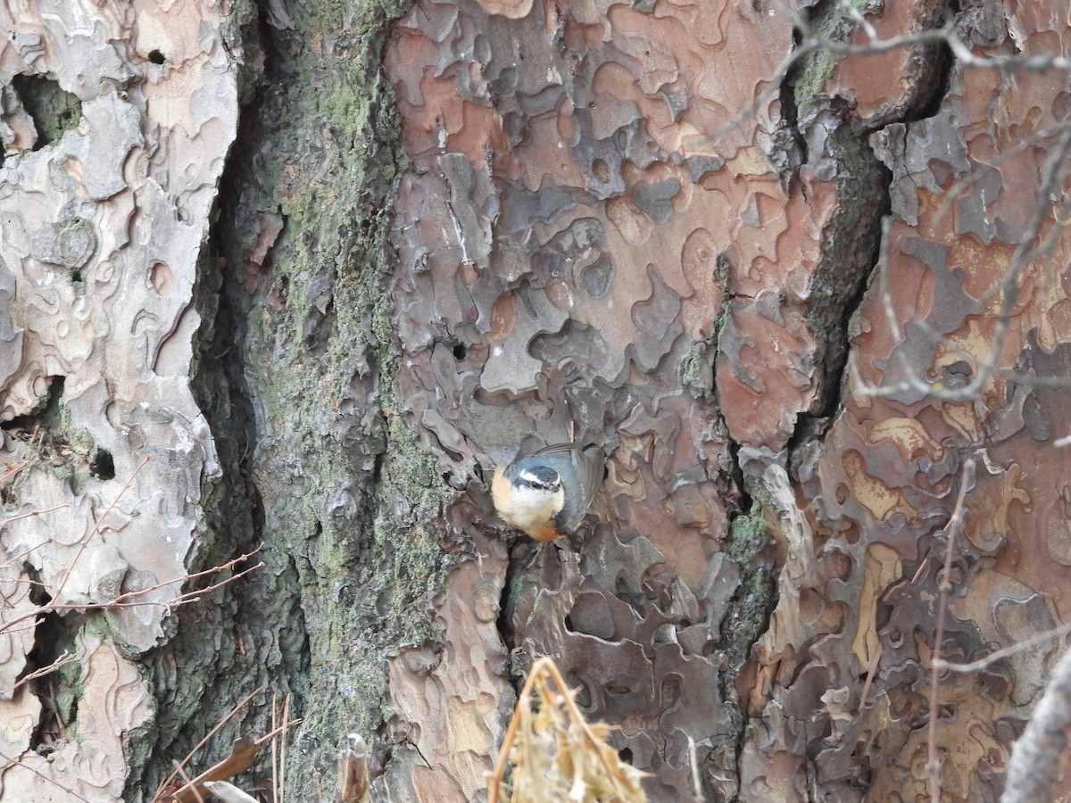 Red-breasted Nuthatch - ML192529981