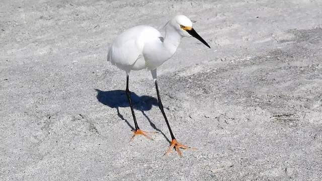 Snowy Egret - ML192530011