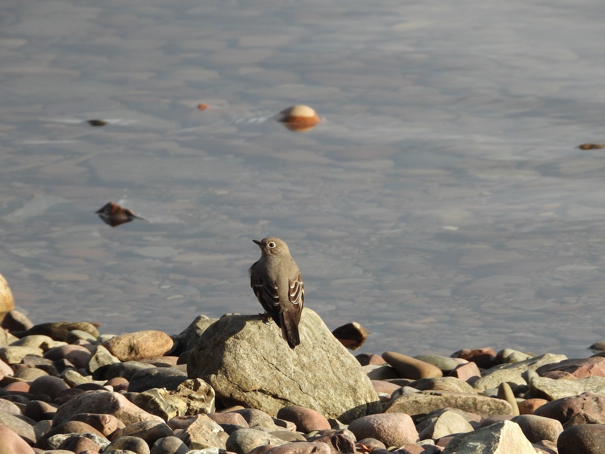 Townsend's Solitaire - ML192530061