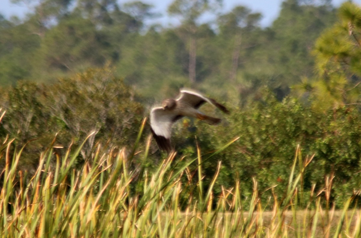 Northern Harrier - ML192531971