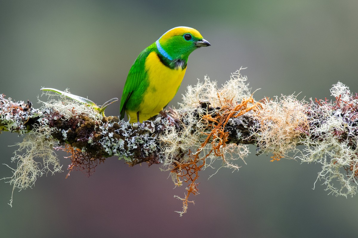 Golden-browed Chlorophonia - ML192532391