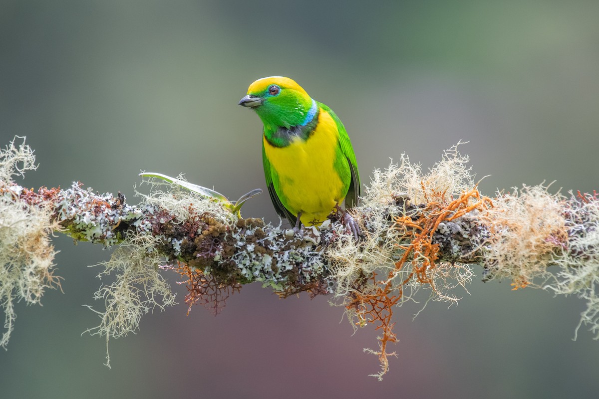 Golden-browed Chlorophonia - Adriana Dinu