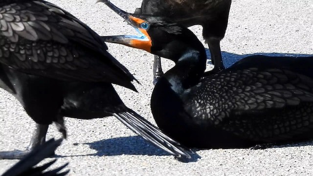 Double-crested Cormorant - ML192532531