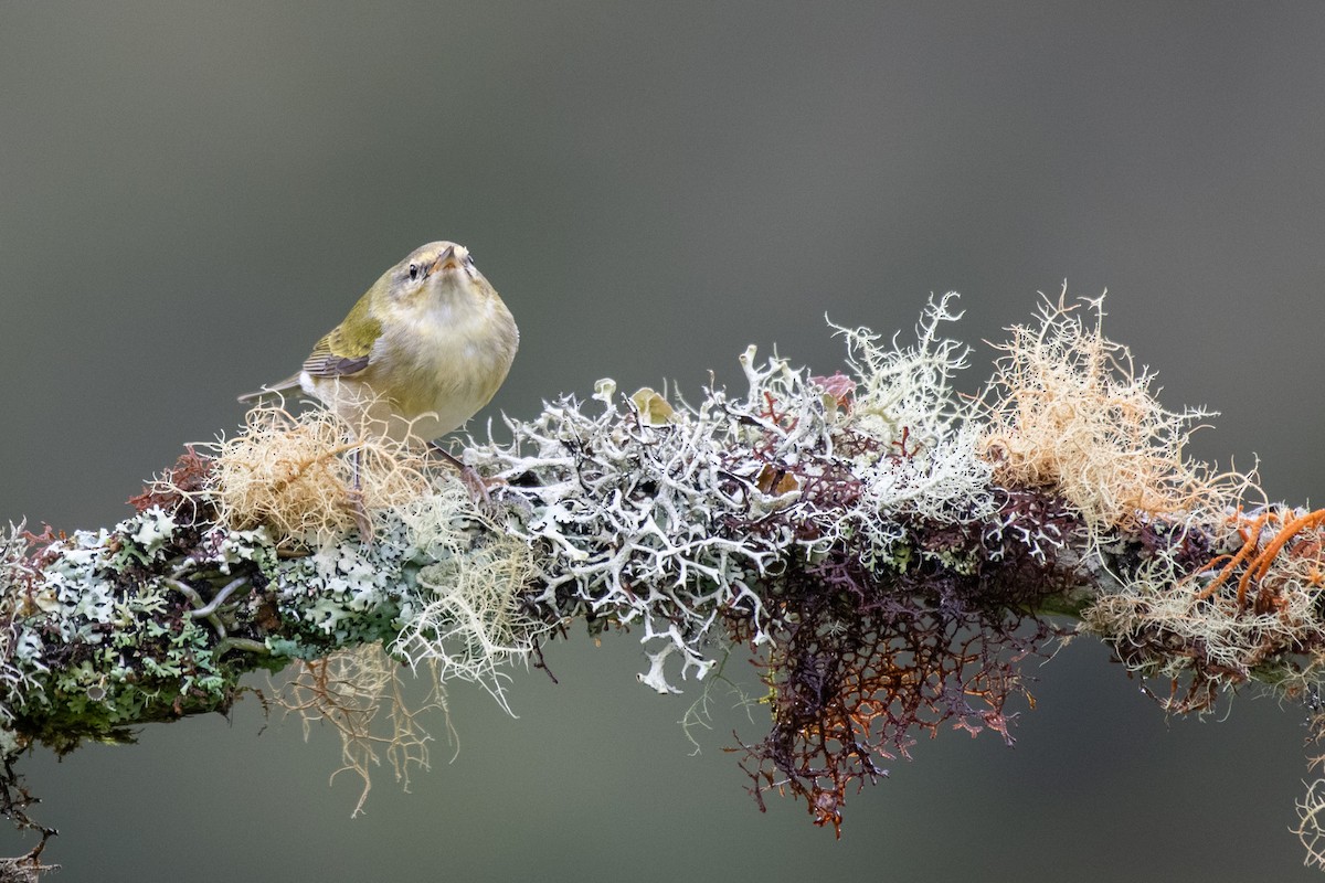 Tennessee Warbler - ML192532651