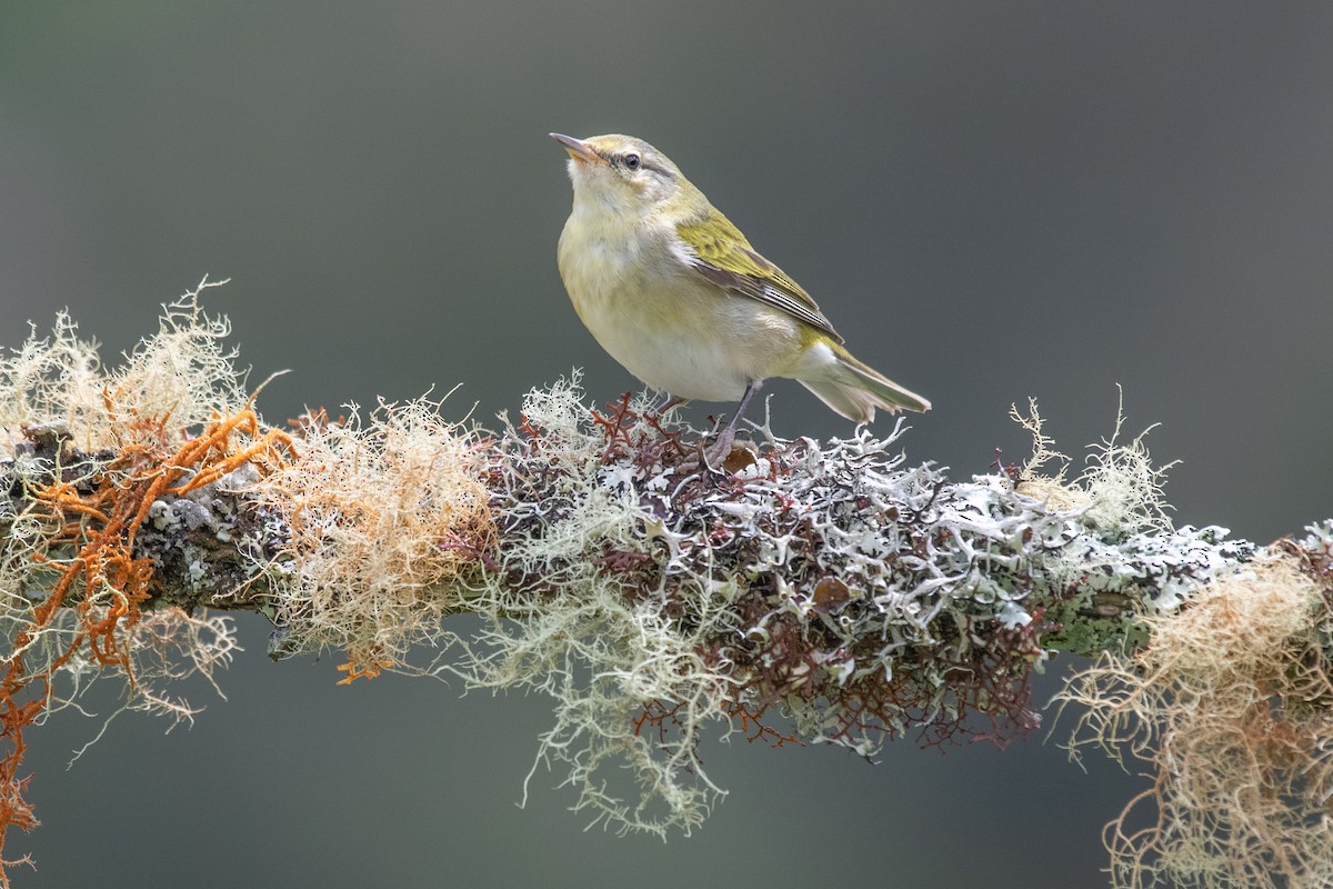 Tennessee Warbler - Adriana Dinu