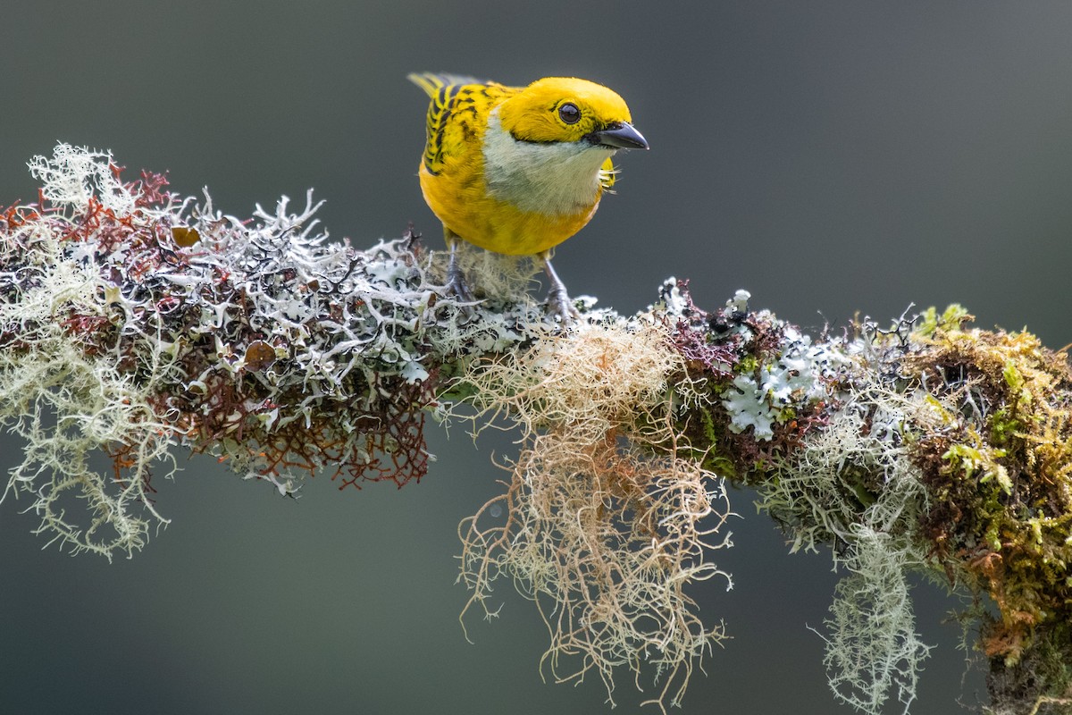 Silver-throated Tanager - ML192532861