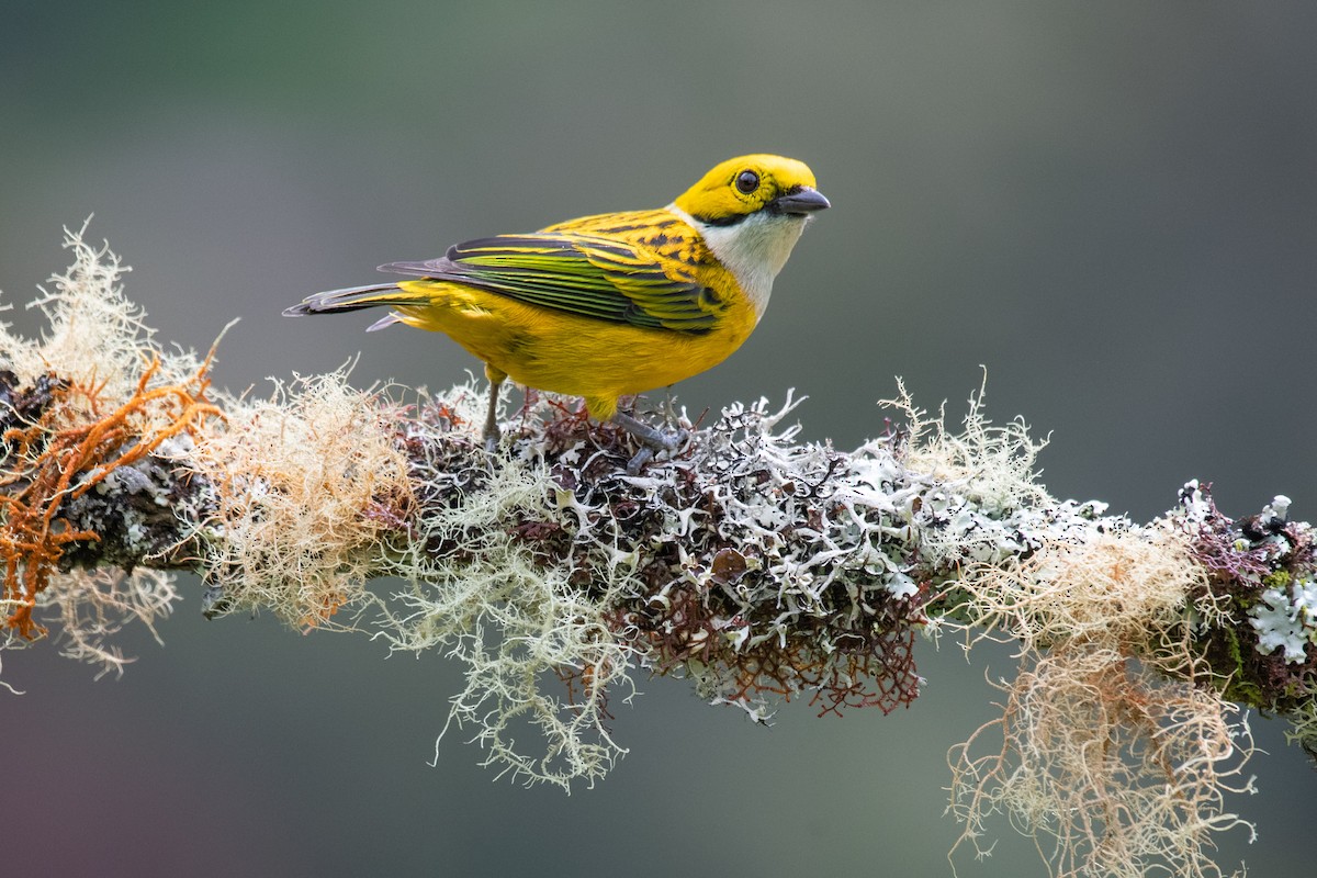 Silver-throated Tanager - ML192532871