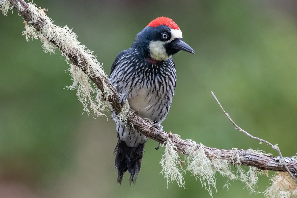 Acorn Woodpecker - ML192532901