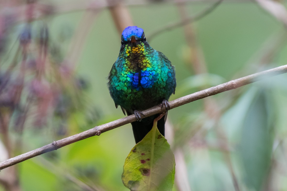 Fiery-throated Hummingbird - ML192533161