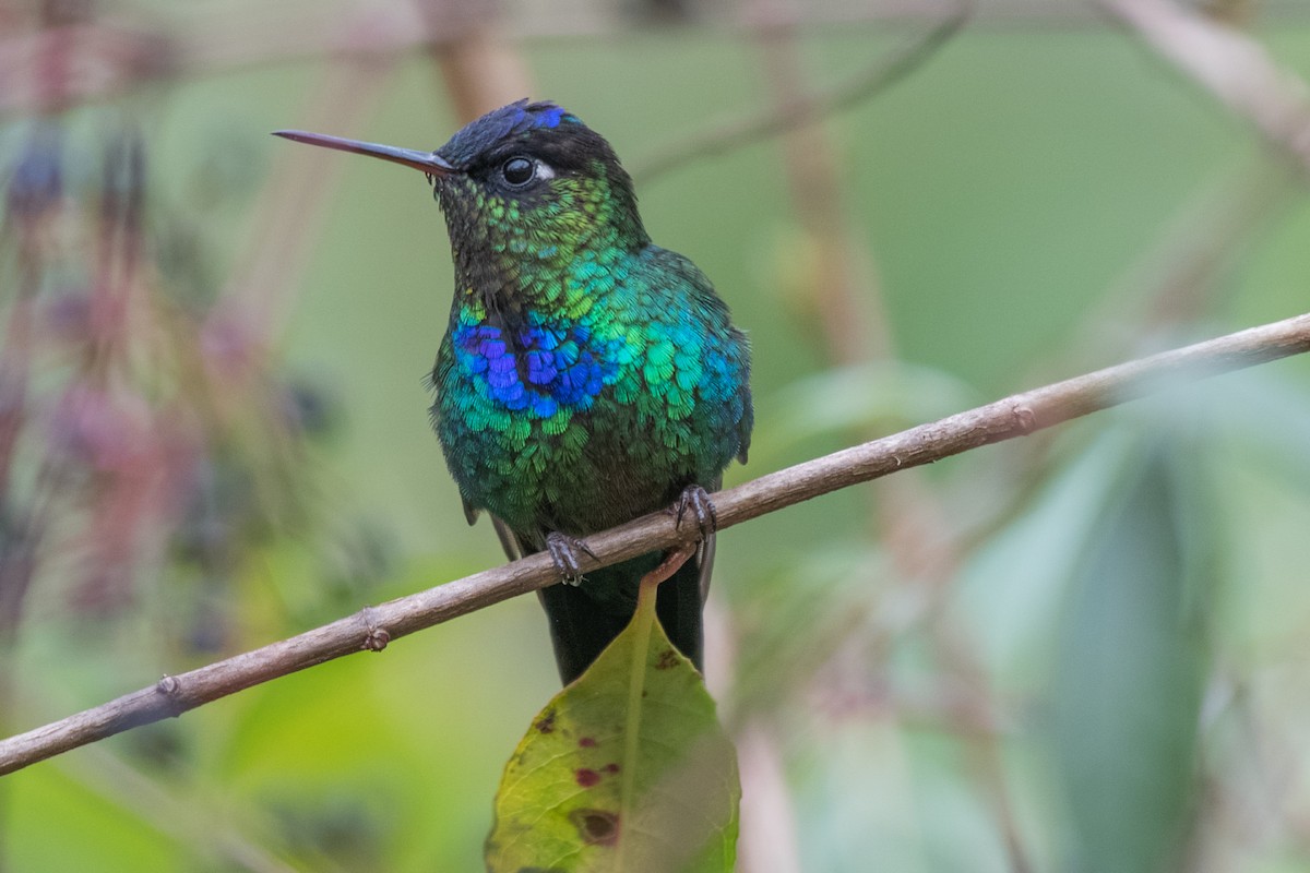 Fiery-throated Hummingbird - Adriana Dinu