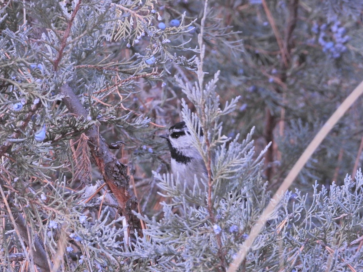 Mountain Chickadee - ML192533321