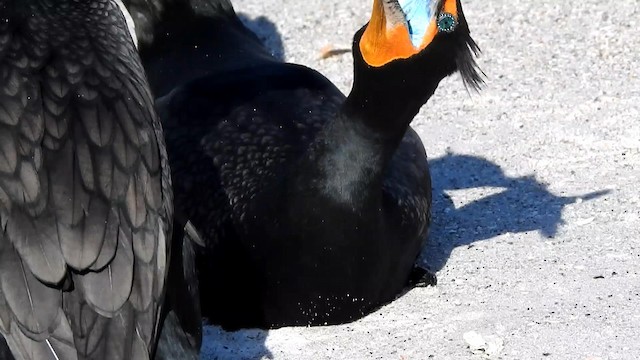 Double-crested Cormorant - ML192533741