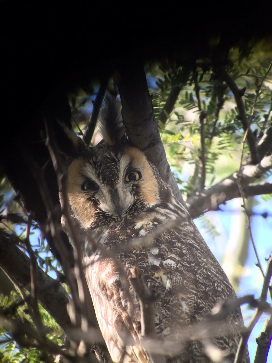 Long-eared Owl - ML192534181