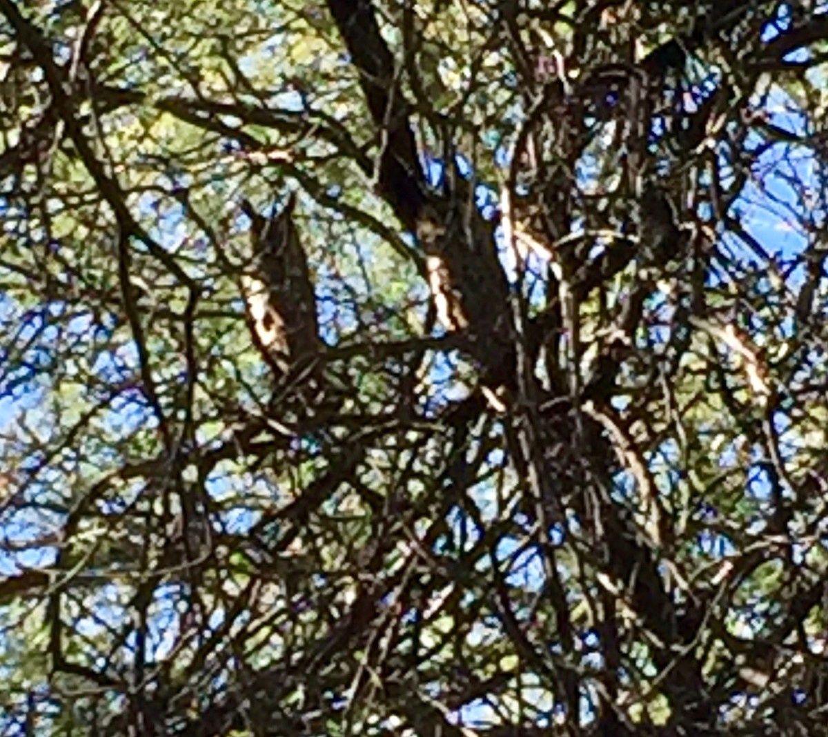 Long-eared Owl - ML192534191