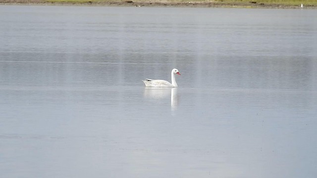 Coscoroba Swan - ML192534541