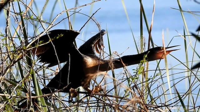 Anhinga - ML192538651