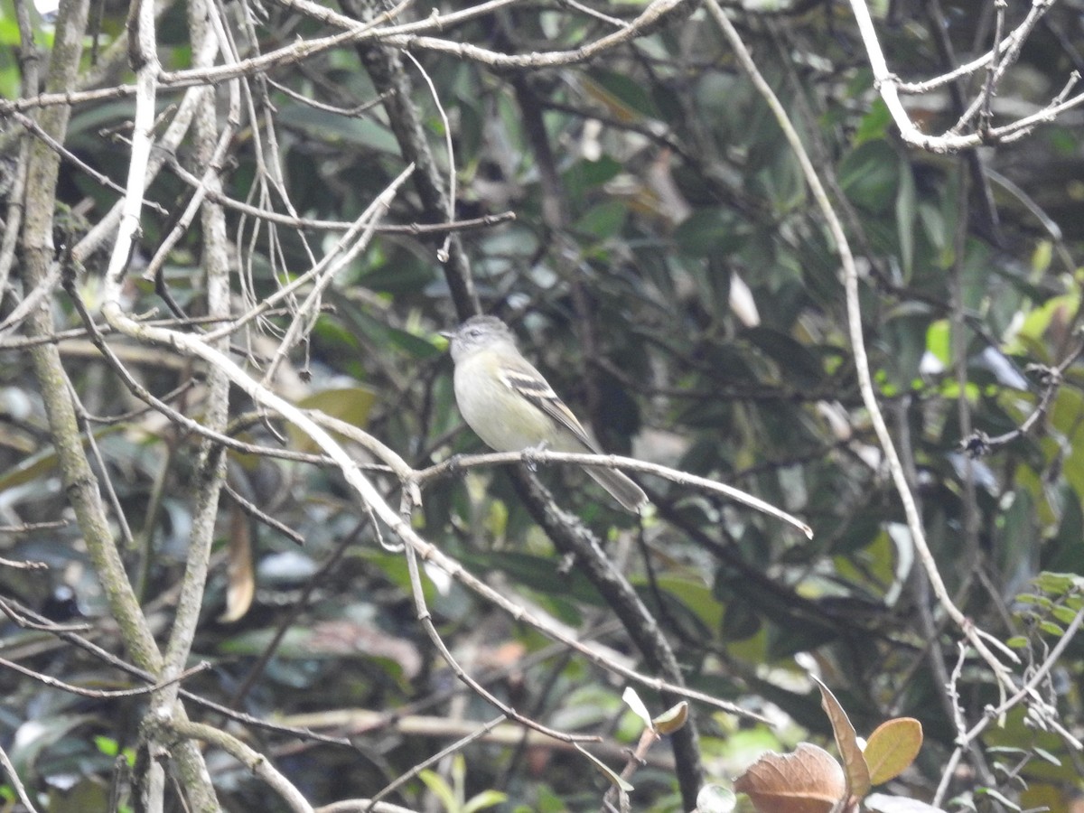 White-crested Elaenia - ML192538761