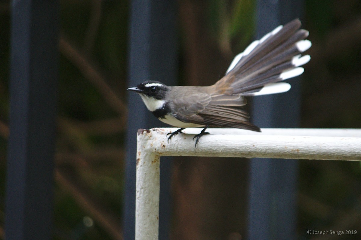 Philippine Pied-Fantail - ML192540441