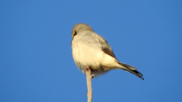 Northern Shrike - ML192540951