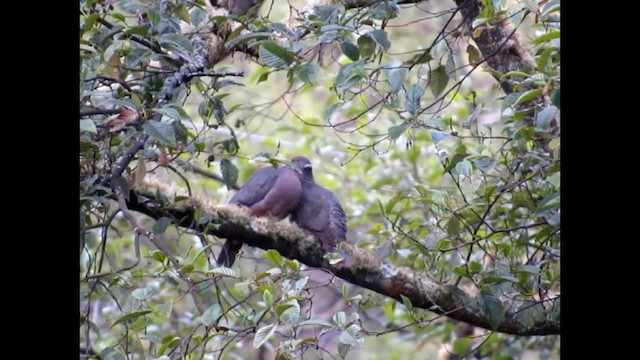 Band-tailed Pigeon - ML192541291