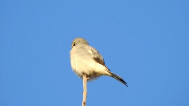 Northern Shrike - ML192541311