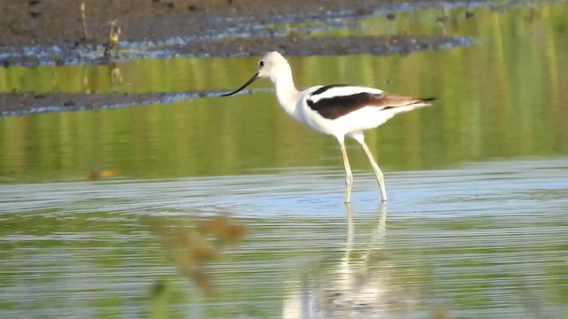 American Avocet - ML192542241