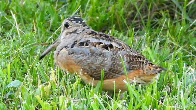 American Woodcock - ML192543761