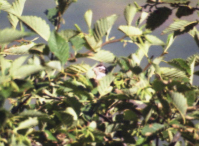 Cardinal à poitrine rose - ML192543781