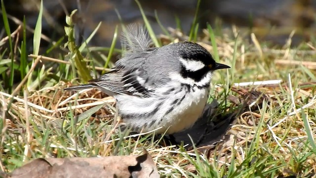 Black-throated Gray Warbler - ML192543931