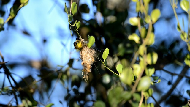 Common Tody-Flycatcher - ML192544261