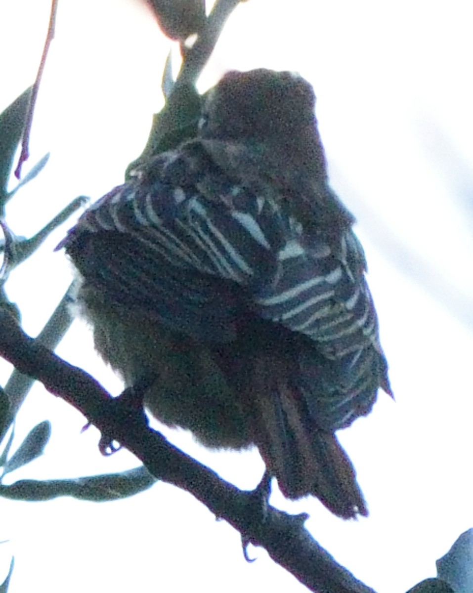 Sulphur-bellied Flycatcher - ML192544891