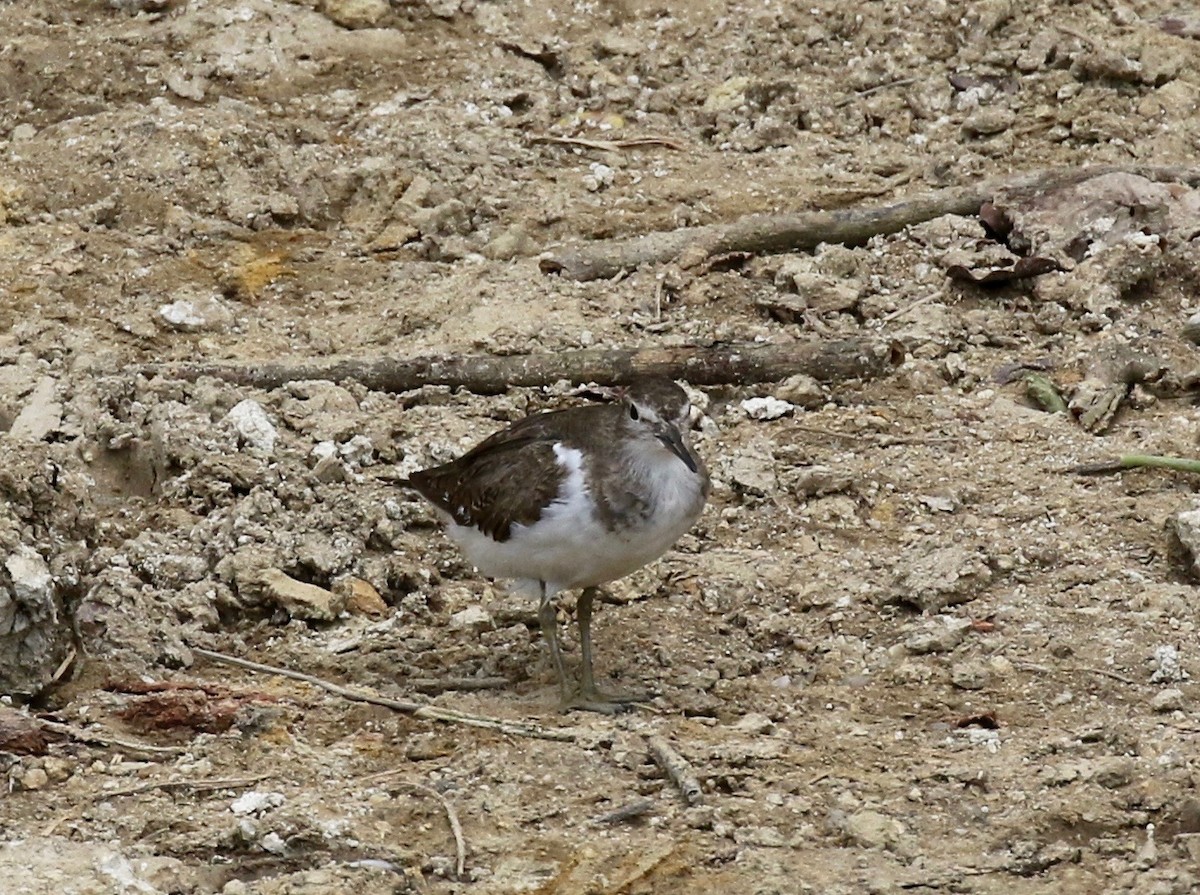 Common Sandpiper - Sandy Vorpahl