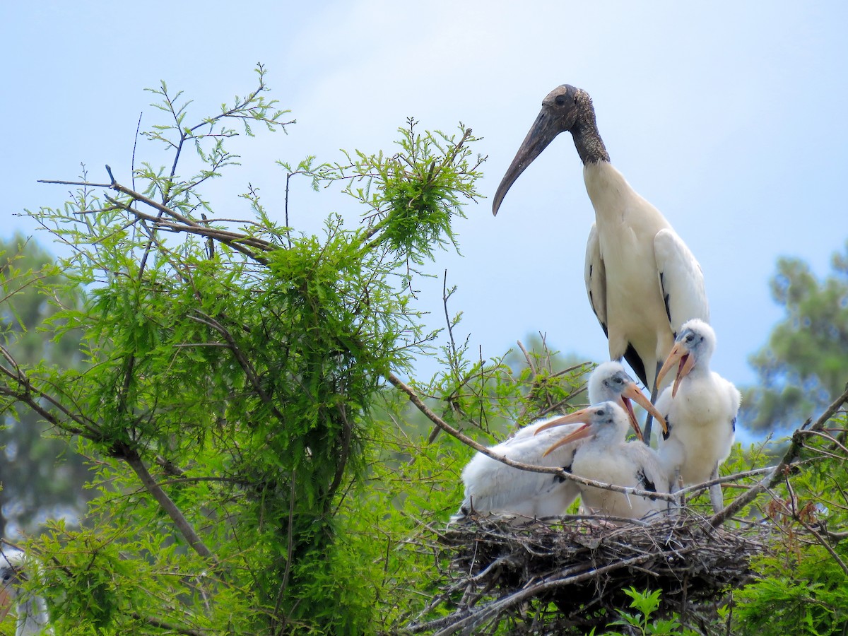 Wood Stork - Annika Andersson
