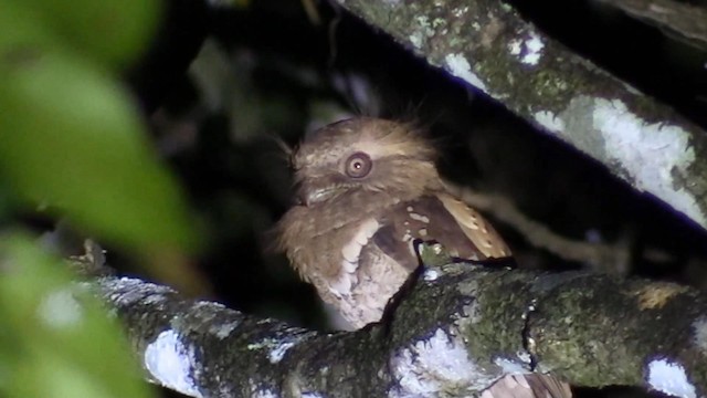 Philippine Frogmouth - ML192548761