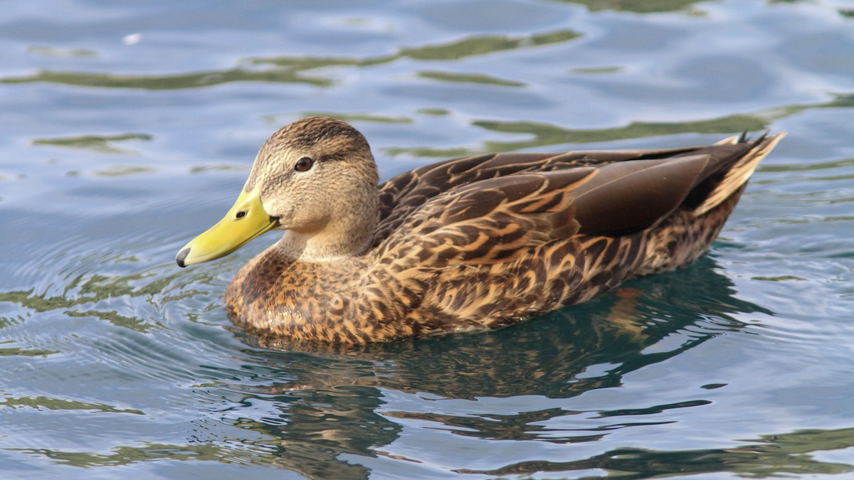 Mallard x Mexican Duck (hybrid) - Sean Fitzgerald