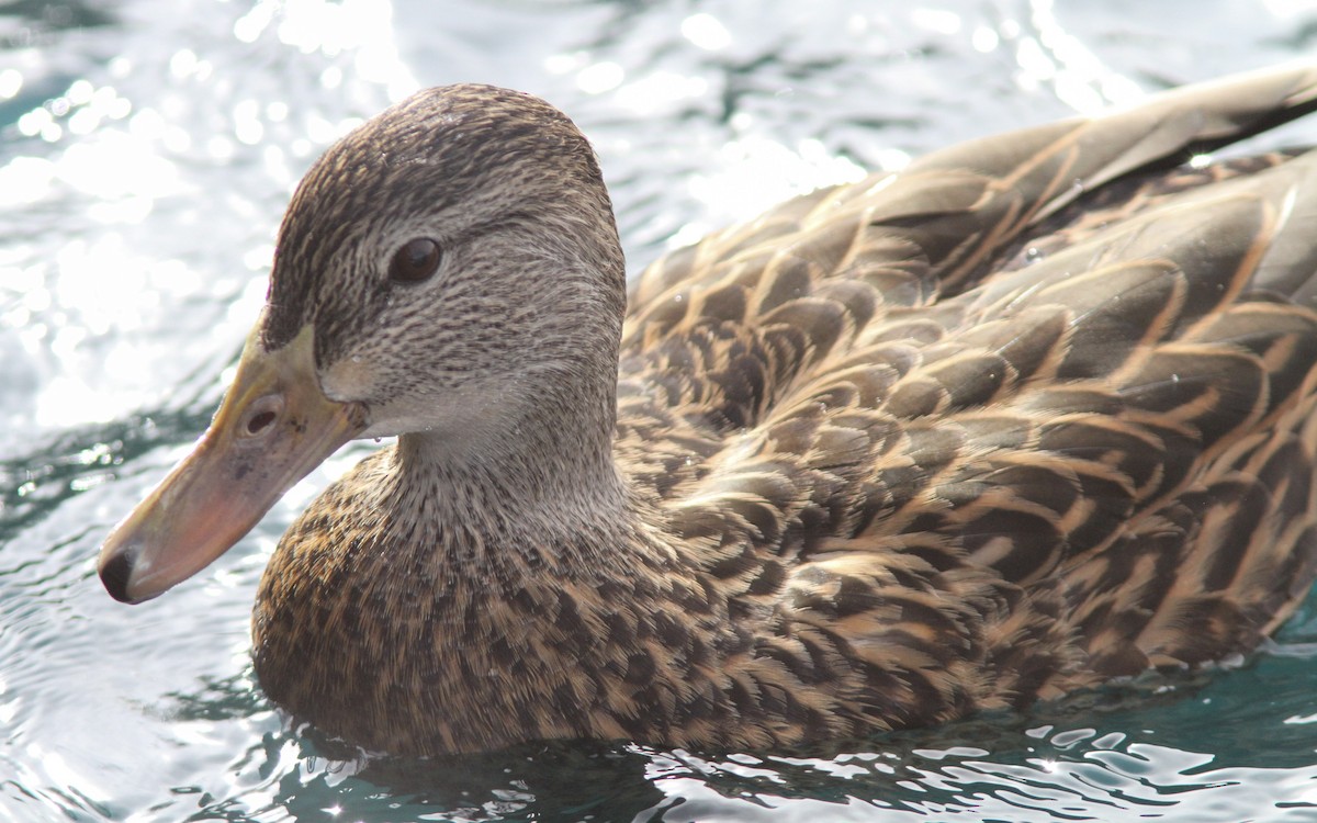 Mallard x Mexican Duck (hybrid) - Sean Fitzgerald