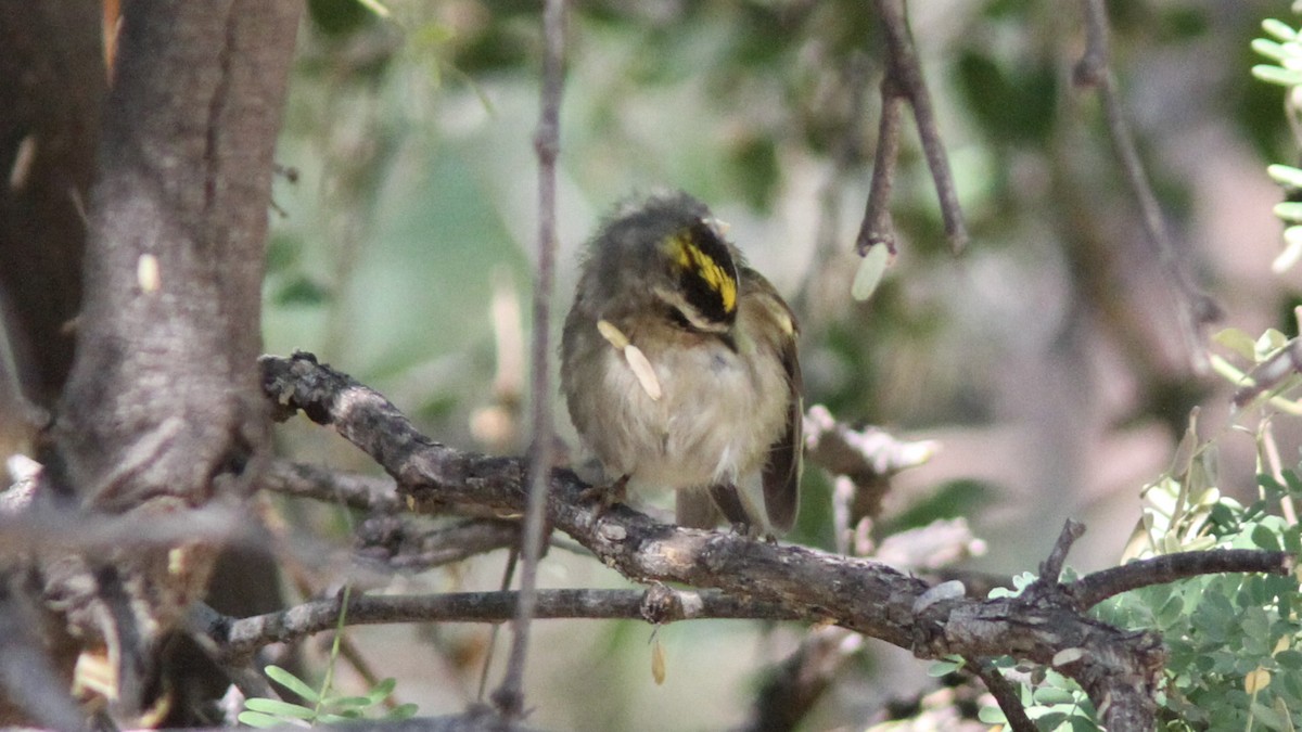 Golden-crowned Kinglet - ML192552771