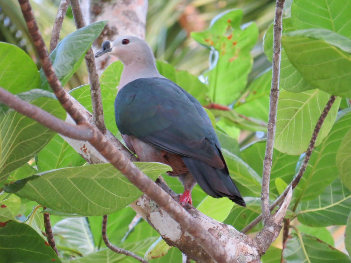 Pacific Imperial-Pigeon - ML192552861