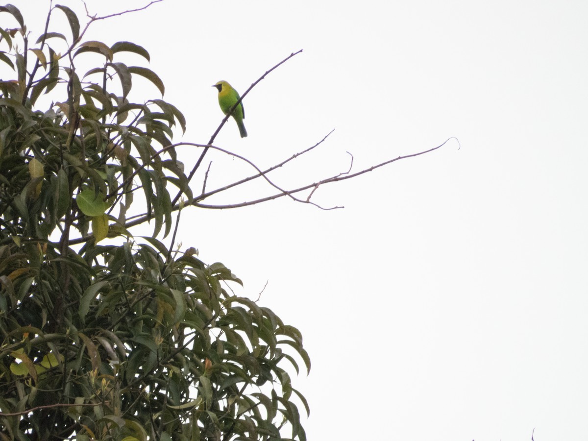 Blue-winged Leafbird - ML192557101