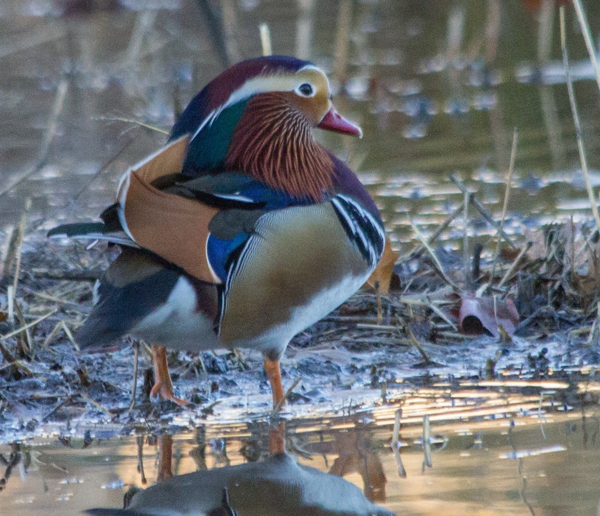 Mandarin Duck - D Saxelby