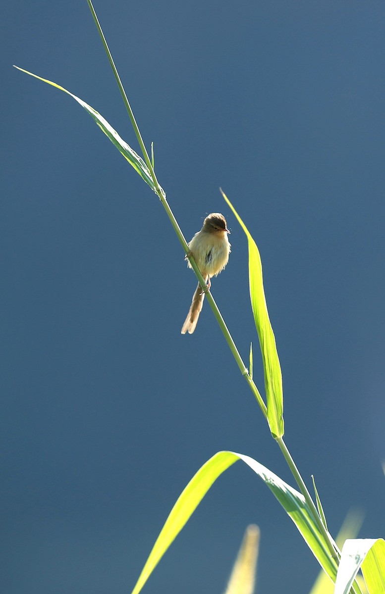 Prinia simple - ML192558351