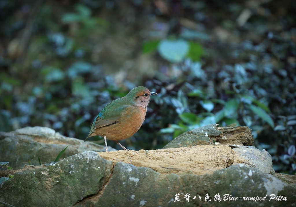 Blue-rumped Pitta - ML192558691