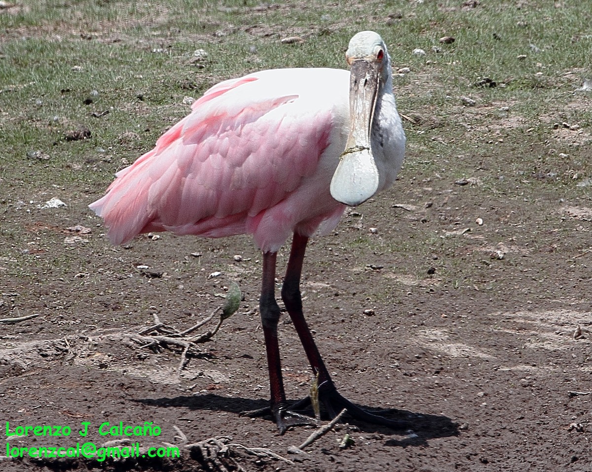 Roseate Spoonbill - ML192560931