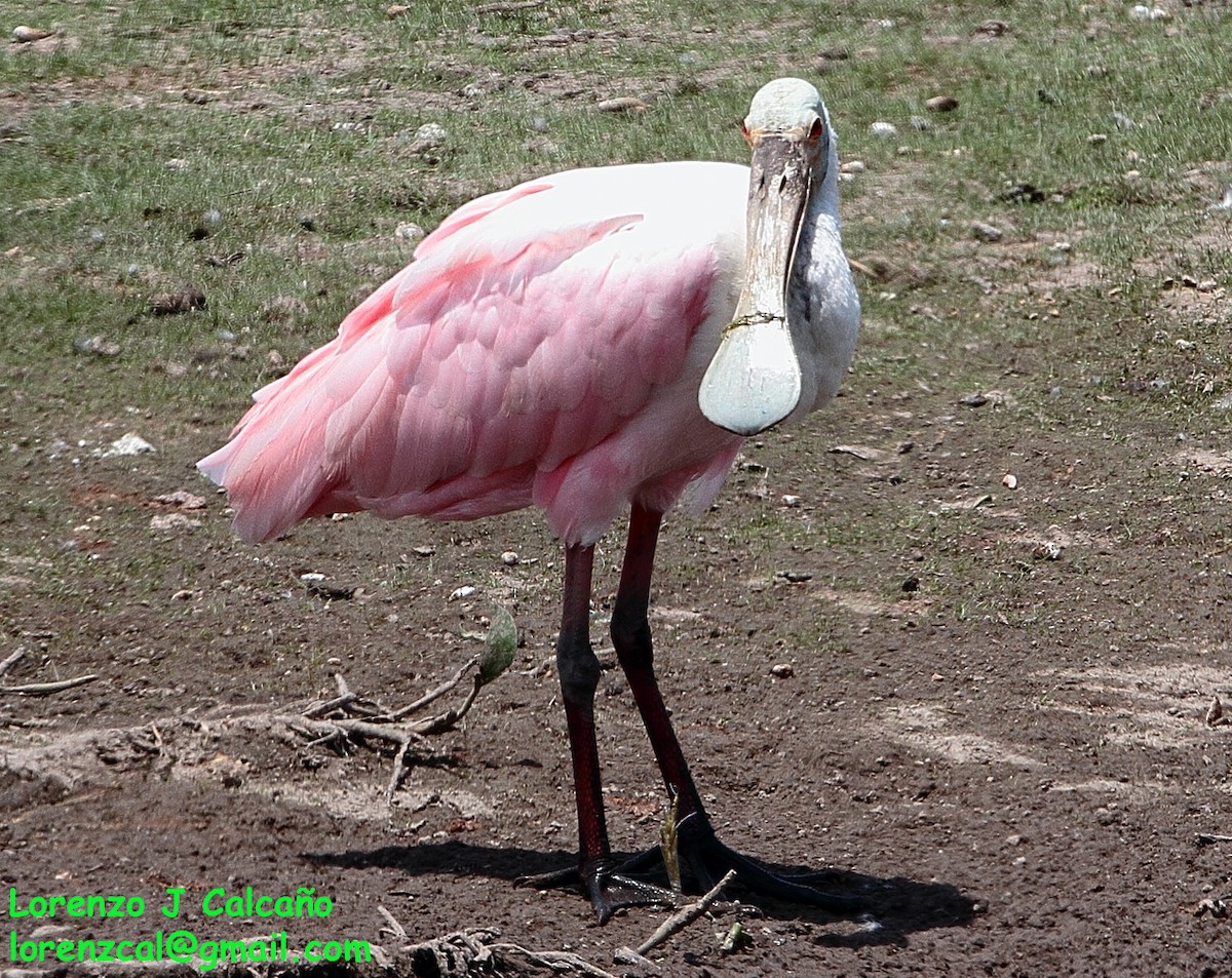 Roseate Spoonbill - ML192560951